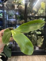 Phalaenopsis violacea var. sumatra ‘LW663’ / storczyk pachnący #3 - obrazek 4