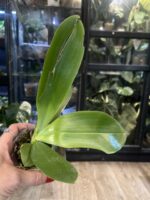 Phalaenopsis violacea var. sumatra ‘LW663’ / storczyk pachnący #3 - obrazek 3