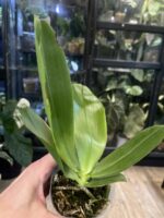 Phalaenopsis violacea var. sumatra ‘LW663’ / storczyk pachnący #3 - obrazek 2