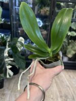 Phalaenopsis Miki Bad Boy / storczyk #1 - obrazek 4