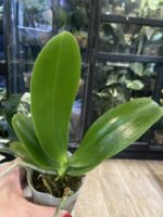Phalaenopsis Miki Bad Boy / storczyk #1 - obrazek 2