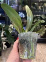 Phalaenopsis Miki Bad Boy / storczyk #1 - obrazek 3