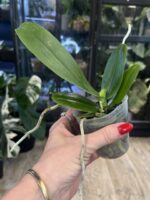 Phalaenopsis Miki Bad Boy / storczyk #2 - obrazek 4