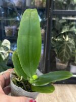 Phalaenopsis Miki Bad Boy / storczyk #2 - obrazek 3