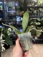 Phalaenopsis Miki Bad Boy / storczyk #2 - obrazek 2