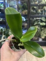 Phalaenopsis Miki Bad Boy / storczyk #3 - obrazek 2