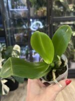 Phalaenopsis Miki Bad Boy / storczyk #3 - obrazek 4