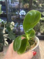 Phalaenopsis Lioulin Blue Lily x Penang Jewel / storczyk #2 - obrazek 2