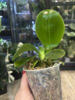 Phalaenopsis Lioulin Blue Lily x Penang Jewel / storczyk #2 - obrazek 4