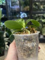 Phalaenopsis Lioulin Blue Lily x Penang Jewel / storczyk #2 - obrazek 3