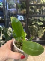 Phalaenopsis Lioulin Blue Lily x Penang Jewel / storczyk #3 - obrazek 3