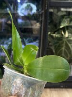 Phalaenopsis Lioulin Blue Lily x Penang Jewel / storczyk #3 - obrazek 2