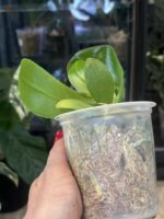 Phalaenopsis Lioulin Blue Lily x Penang Jewel / storczyk #3 - obrazek 4