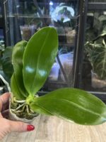 Phalaenopsis Perfection Is 'Chen' FCC/AOS / storczyk #1 - obrazek 5
