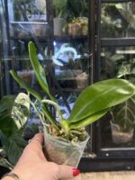 Phalaenopsis Perfection Is 'Chen' FCC/AOS / storczyk #1 - obrazek 4
