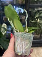 Phalaenopsis Perfection Is 'Chen' FCC/AOS / storczyk #1 - obrazek 2