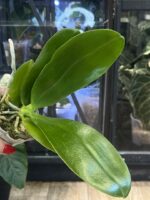 Phalaenopsis Perfection Is 'Chen' FCC/AOS / storczyk #1 - obrazek 3