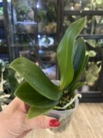 Phalaenopsis Liu's Triprince 'Pink' Peloric /  storczyk #1 - obrazek 4