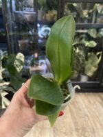 Phalaenopsis Liu's Triprince 'Pink' Peloric /  storczyk #1 - obrazek 3