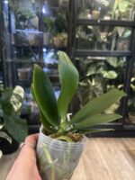 Phalaenopsis Liu's Triprince 'Pink' Peloric /  storczyk #1 - obrazek 2
