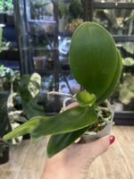 Phalaenopsis Liu's Triprince 'Pink' Peloric /  storczyk #2 - obrazek 3