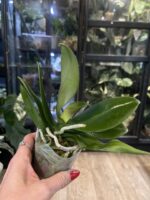 Phalaenopsis Liu's Triprince 'Pink' Peloric /  storczyk #2 - obrazek 4