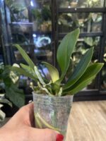 Phalaenopsis Liu's Triprince 'Pink' Peloric /  storczyk #2 - obrazek 2