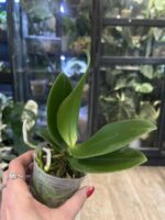 Phalaenopsis Liu's Triprince 'Pink' Peloric /  storczyk #3 - obrazek 5