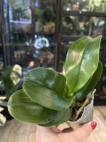 Phalaenopsis Jaiho’s Summer Love / storczyk #1 - obrazek 4
