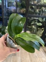 Phalaenopsis Jaiho’s Summer Love / storczyk #1 - obrazek 3
