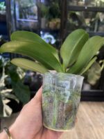 Phalaenopsis Jaiho’s Summer Love / storczyk #1 - obrazek 2