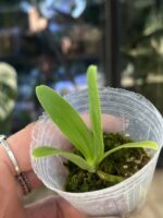 Phalaenopsis hygrochila / storczyk #2 - obrazek 2