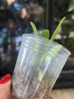 Phalaenopsis hygrochila / storczyk #2 - obrazek 3