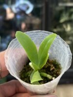Phalaenopsis hygrochila / storczyk #3 - obrazek 2