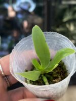 Phalaenopsis hygrochila / storczyk #3 - obrazek 3
