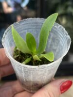 Phalaenopsis hygrochila / storczyk #3 - obrazek 4