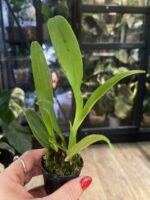 Cattleya Fu Shu Glory 'Happy Holiday' / storczyk #1 - obrazek 2