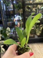 Cattleya Fu Shu Glory 'Happy Holiday' / storczyk #1 - obrazek 3