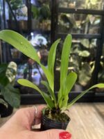 Cattleya Fu Shu Glory 'Happy Holiday' / storczyk #1 - obrazek 4