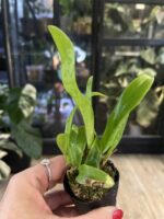 Cattleya Fu Shu Glory 'Happy Holiday' / storczyk #2 - obrazek 4