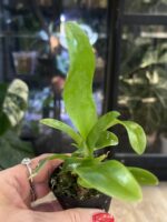 Cattleya Fu Shu Glory 'Happy Holiday' / storczyk #2 - obrazek 2
