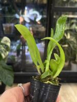 Cattleya Fu Shu Glory 'Happy Holiday' / storczyk #2 - obrazek 3