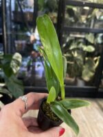 Cattleya Fu Shu Glory 'Happy Holiday' / storczyk #3 - obrazek 3