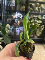 Cattleya Fu Shu Glory 'Happy Holiday' / storczyk #3 - obrazek 2