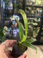 Cattleya Fu Shu Glory 'Happy Holiday' / storczyk #3 - obrazek 4