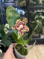 Phalaenopsis Joy Music Notation 'Joy' / storczyk pachnący #2 - obrazek 6