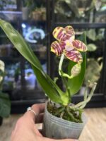 Phalaenopsis Joy Music Notation 'Joy' / storczyk pachnący #2 - obrazek 3
