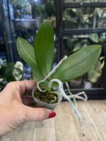 Phalaenopsis CX Red Plum / storczyk #1 - obrazek 2