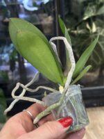 Phalaenopsis CX Red Plum / storczyk #1 - obrazek 3