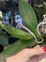 Phalaenopsis CX Red Plum / storczyk #1 - obrazek 4